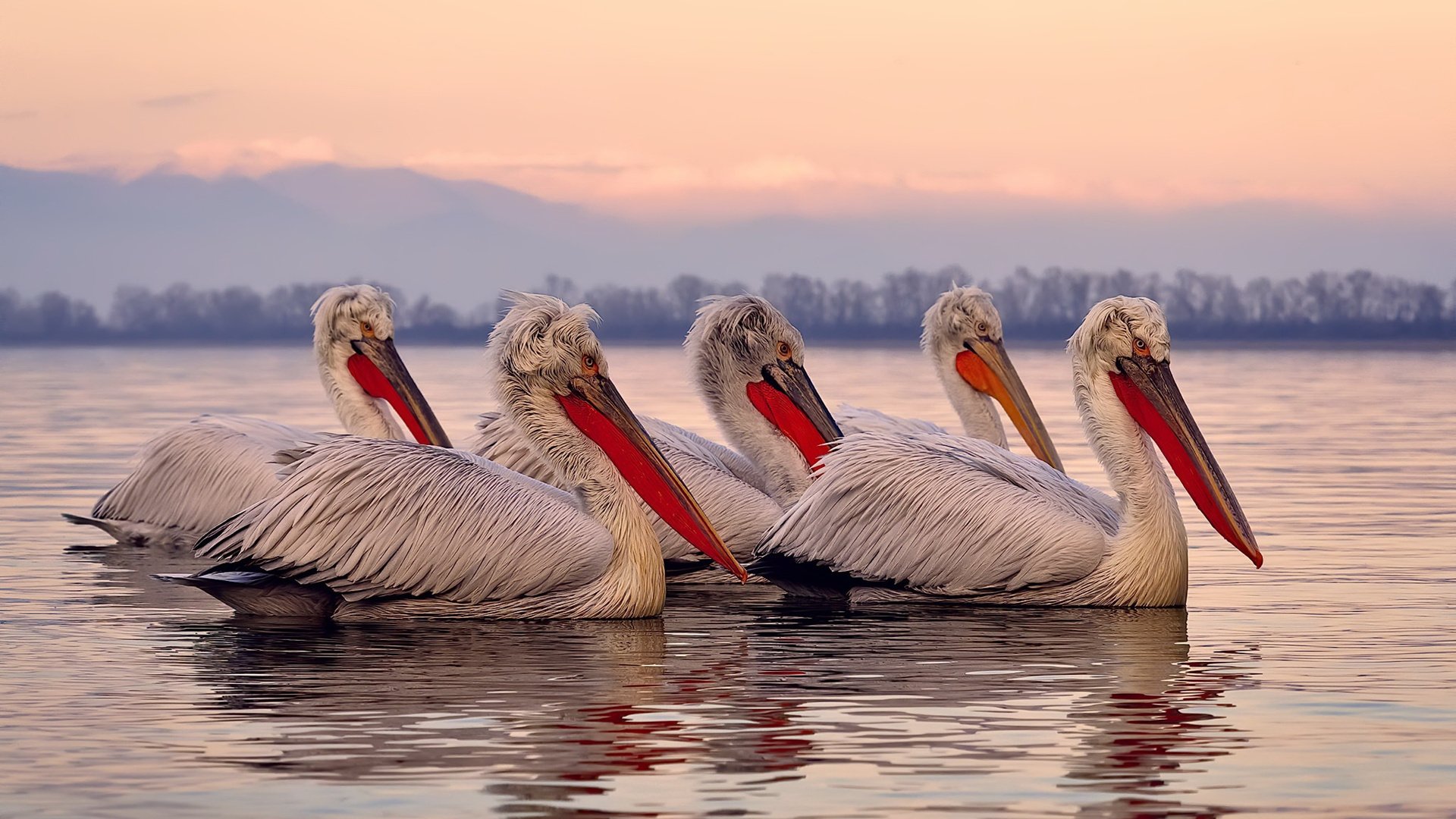 半球防守，当澳大利亚的肌肉丛林遮蔽了日本篮球的天空
