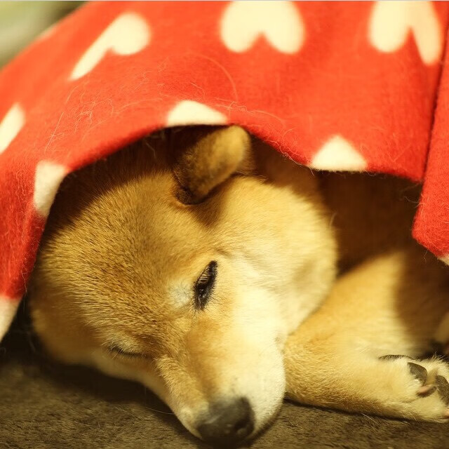 墨城焰火为谁燃？厄瓜多尔压哨绝杀点燃美加墨