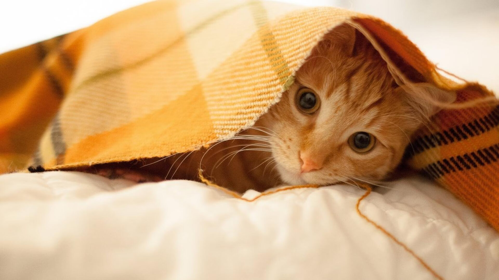 生涯之夜！萨内独造三球闪耀非洲杯，马里3-1力克安哥拉晋级