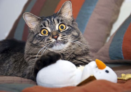 卡瓦哈尔赛后评分拉满，曼城强势攻克拜仁书写欧冠新篇章