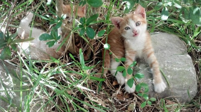 三双指挥官！保罗19+11激活团队火力，马刺末节逆转公牛