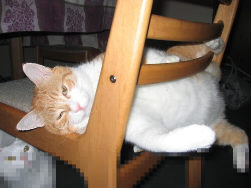 上海队硬仗取胜国王，伦纳德数据全面爆炸引领辉煌胜利