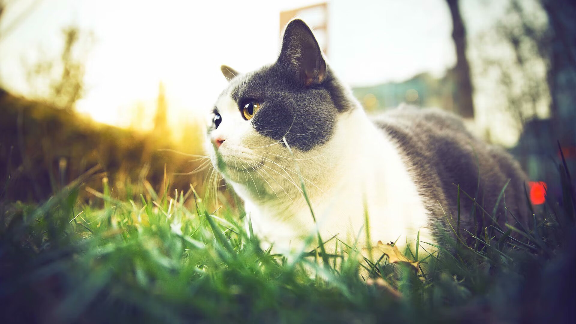 破茧成蝶，当切特在辽宁队面前打出生涯之夜，我们看到了什么？