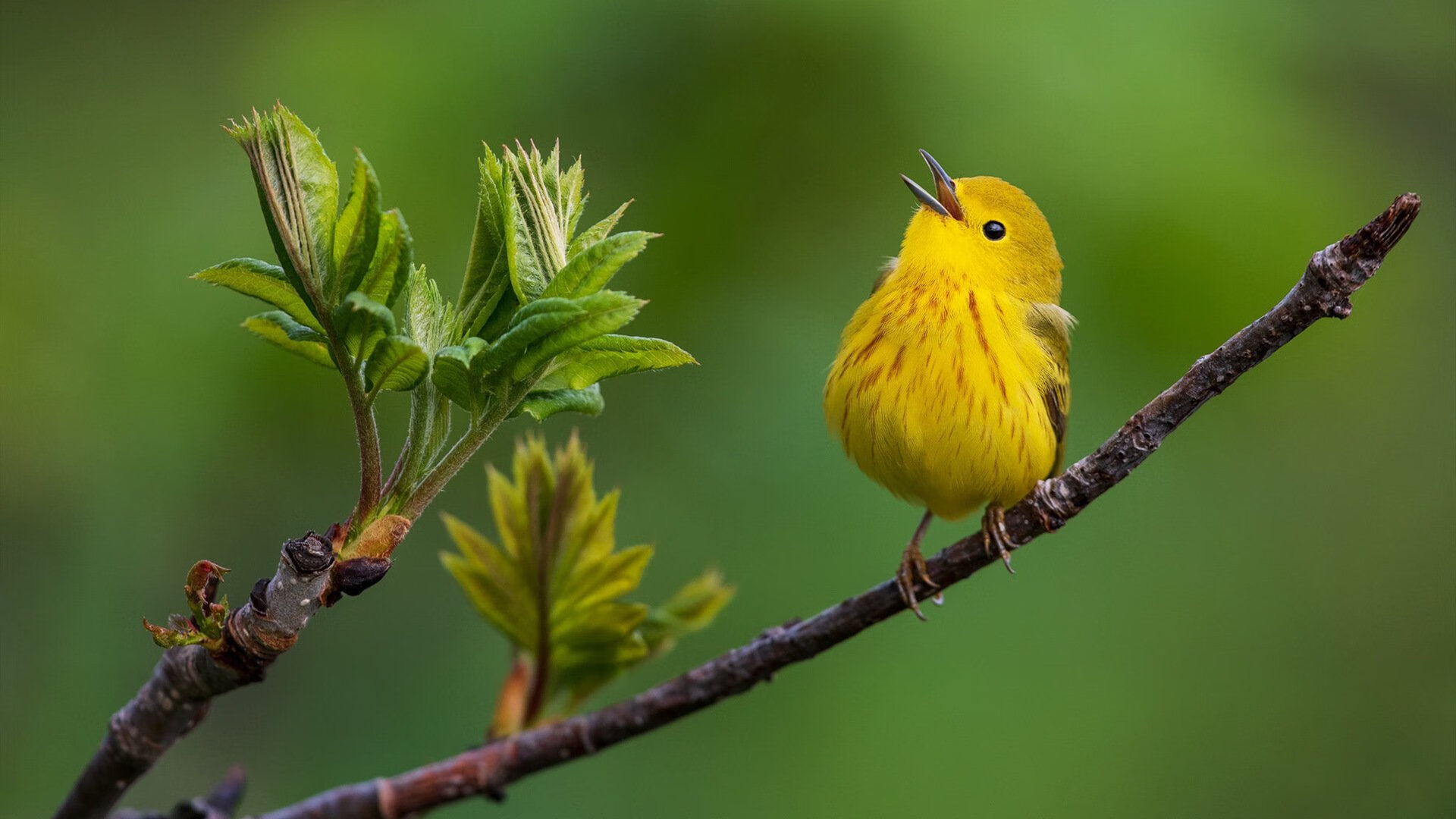 铁血加时！威尔士鏖战险胜韩国，特奥规则铸就无解对手