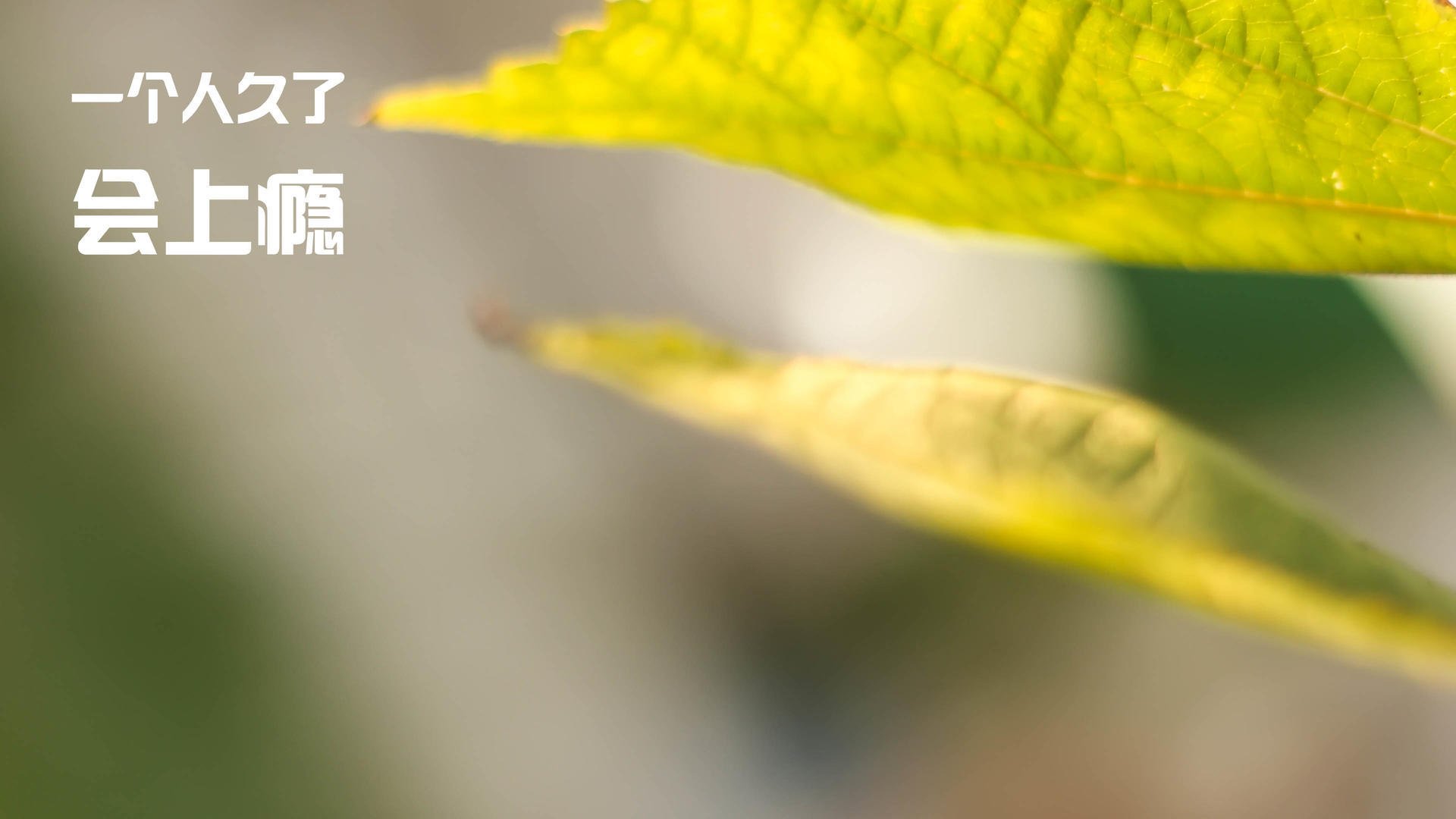 开云体育app-跨越太平洋的篮球对决，当恩比德在深圳队防线上刻下统治印记